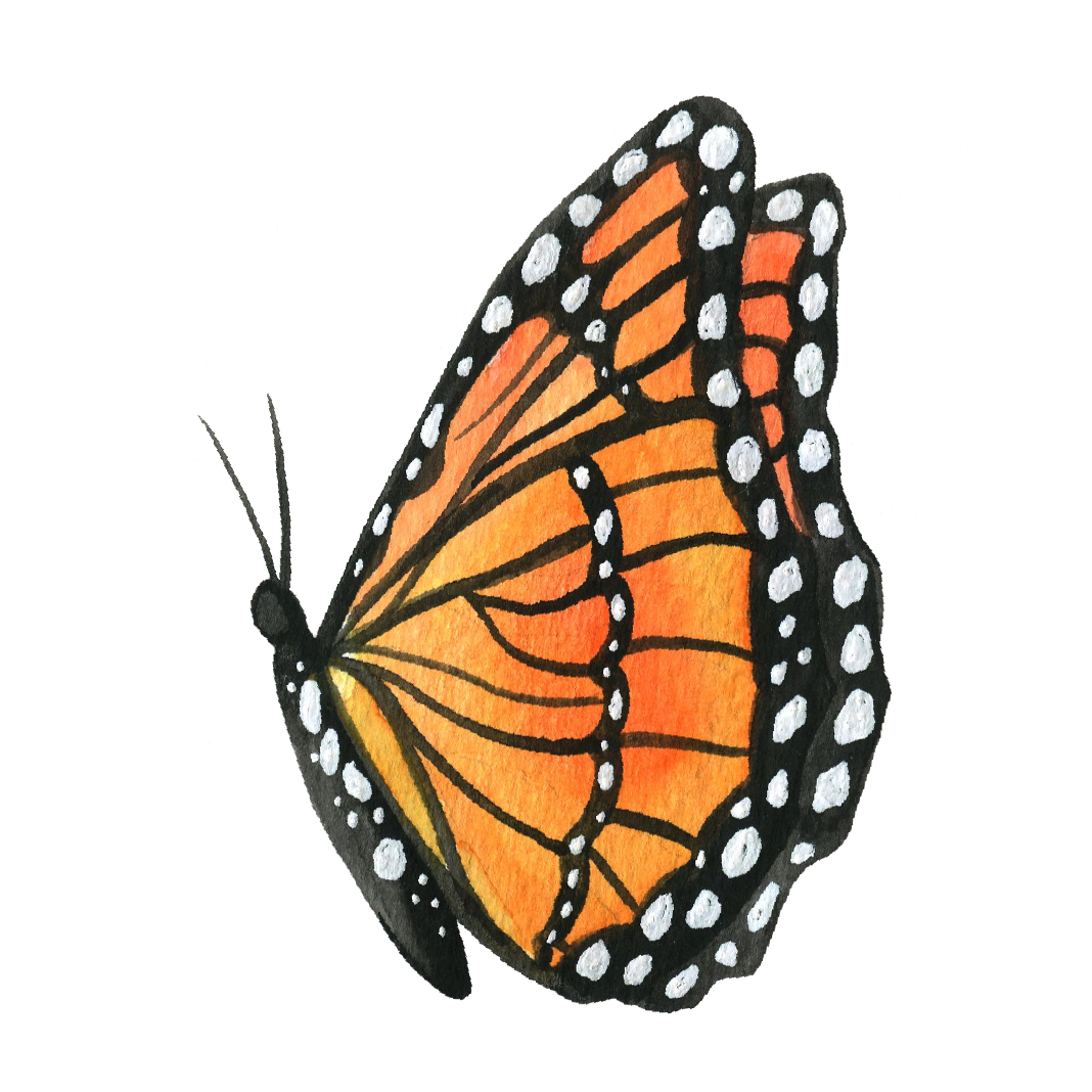 Monarch Counseling